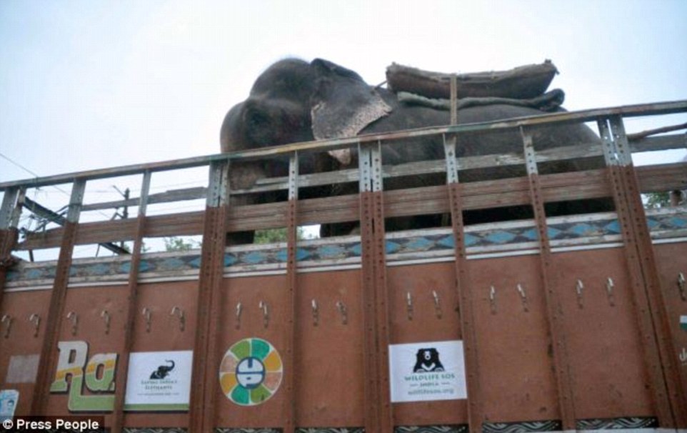 Years to recover: The head of Wildlife SOS said that it takes years to recover from Raju's decades-long ordeal