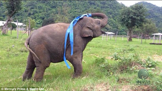 Faa Mai perfected her skills at the Elephant Nature Park in Chiang Mai, Thailand