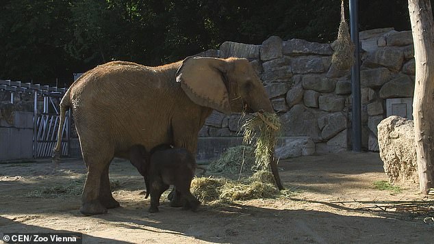 Monitoring: The mum and baby elephant;Scientists using sensitive microphones have been recording the way this baby female elephant is learning to speak to her mum