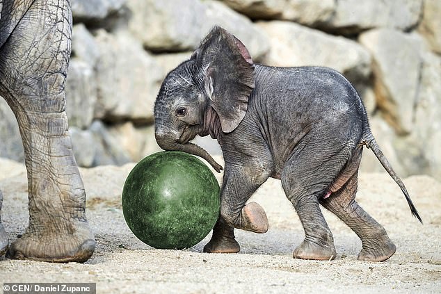 Subject of a research project: The baby animal, pictured here and  named Kibal, is learning to speak to her mother at Vienna Zoo, Austria, where the study is taking place