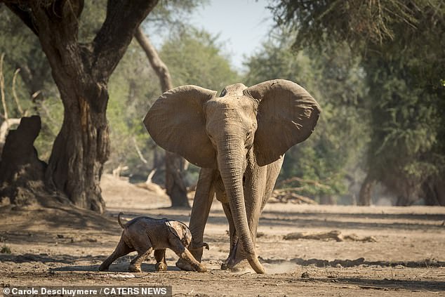 The determined calf shows no signs of giving up as he shows off his steps in front of his mother