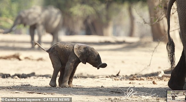 Nearly there! The tiny elephant struggles to balance as he stretches out his trunk and tail for stability