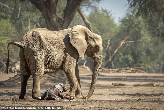 The mother tenderly looks at her tiny calf as he struggles to keep up with her while walking through the safari