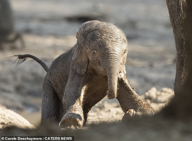 Bambi! Wildlife photographer Caroline Deschuymere, from Belgium, likened the elephant to Disney's Bambi