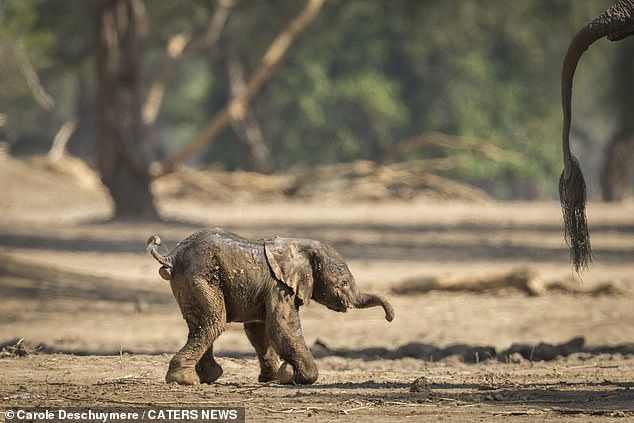 The calf stumbles to his feet in Mwinilunga Safaris in Mana Pools, Zimbabwe, as he tries to keep up with his mother