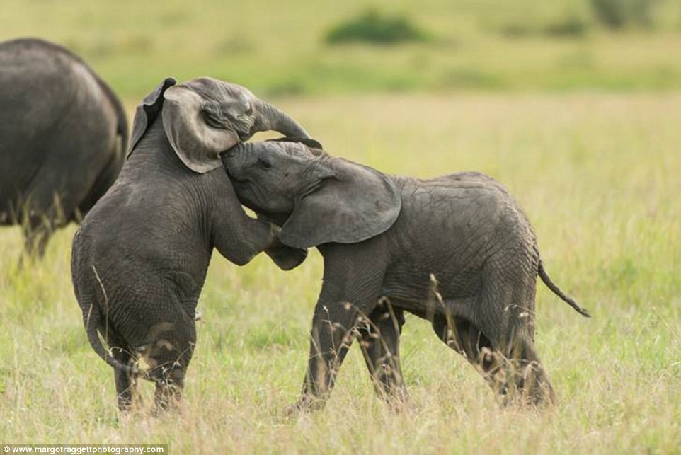 Pictures show infant elephants wrestling with each other under the watchful  eyes of their mother | Daily Mail Online