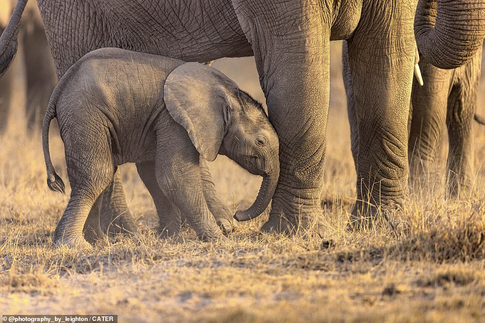 Staying close! The infant animal was spotted nuzzling up close to one of the older elephants as it walked alongside its herd