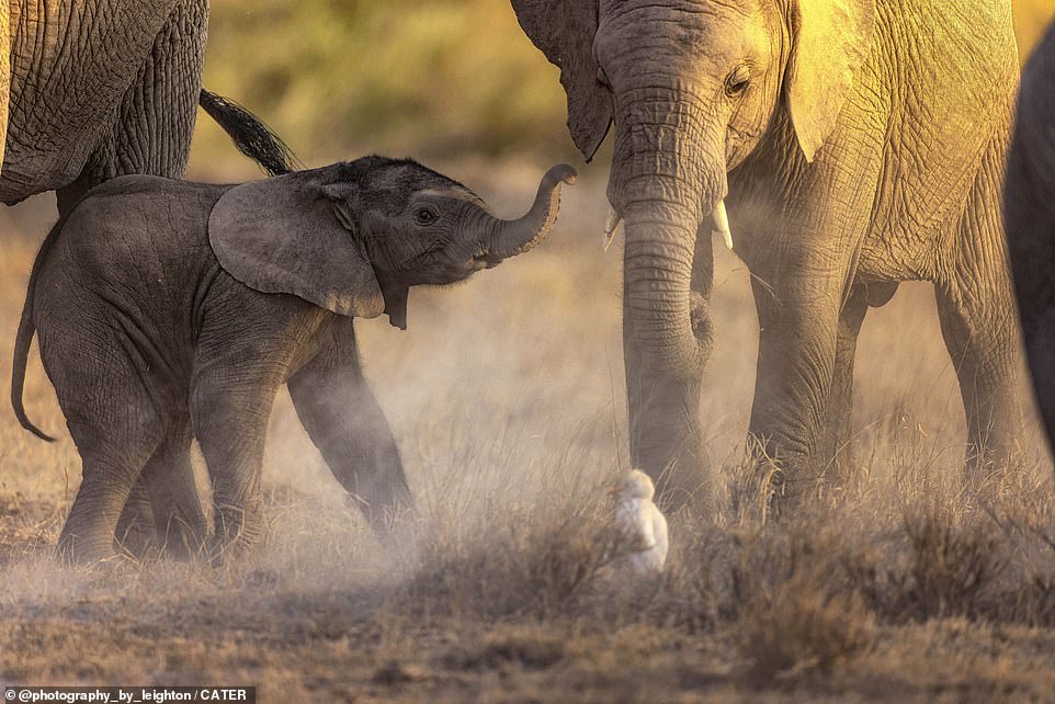 Wait up! The baby elephant raised its trunk towards one of the older elephants in the herd as it tried its best to keep pace with them