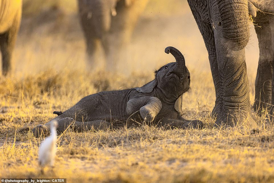 Uh oh! This is the moment a baby elephant, still learning how to walk properly, took a tumble as it tried to keep pace with the rest of its herd