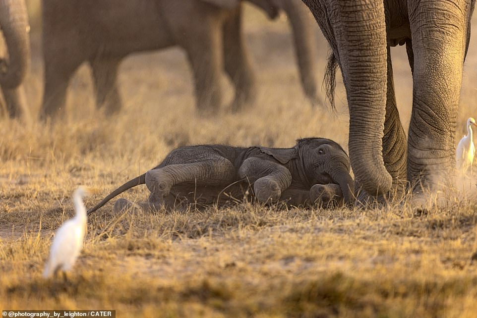 Tired out: Still exhausted from its full-on day of walking, the elephant rolls onto its side for a quick lie down