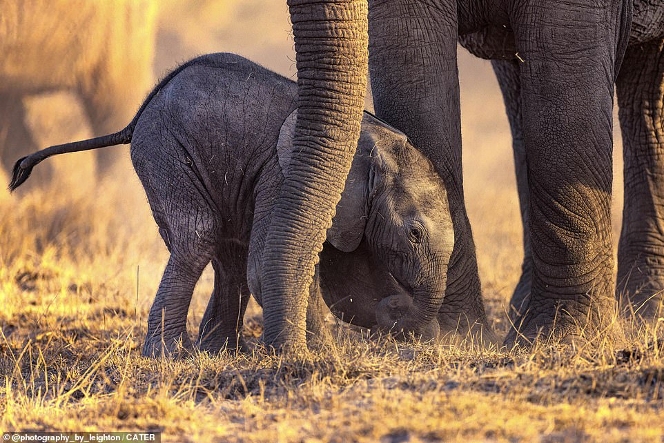 Oh dear! Having been on its feet for a long time, the baby elephant tripped over its front legs and started falling to the floor