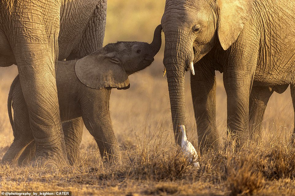 Without the strength or stamina that the older elephants in the herd have, the smaller animal was left tired from a day of walking