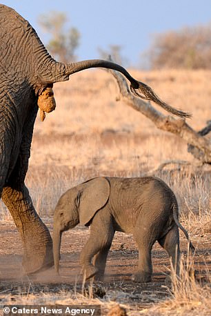 Elephant begins to go to the toilet on its calf's head | Daily Mail Online