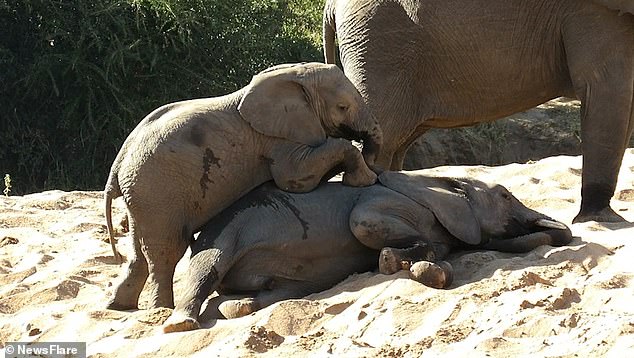 The young African elephant relentlessly harasses his older brother to wake up 