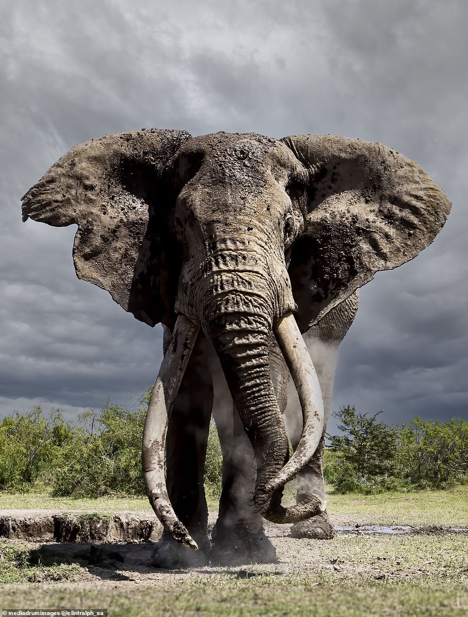 The elephant population in Amboseli National Park is one of the few that has been able to live a relatively undisturbed existence in natural conditions