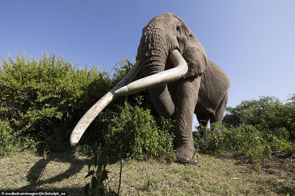 Craig's tusks are thought to weigh around 100lb (50kg), making them some of the largest in the world