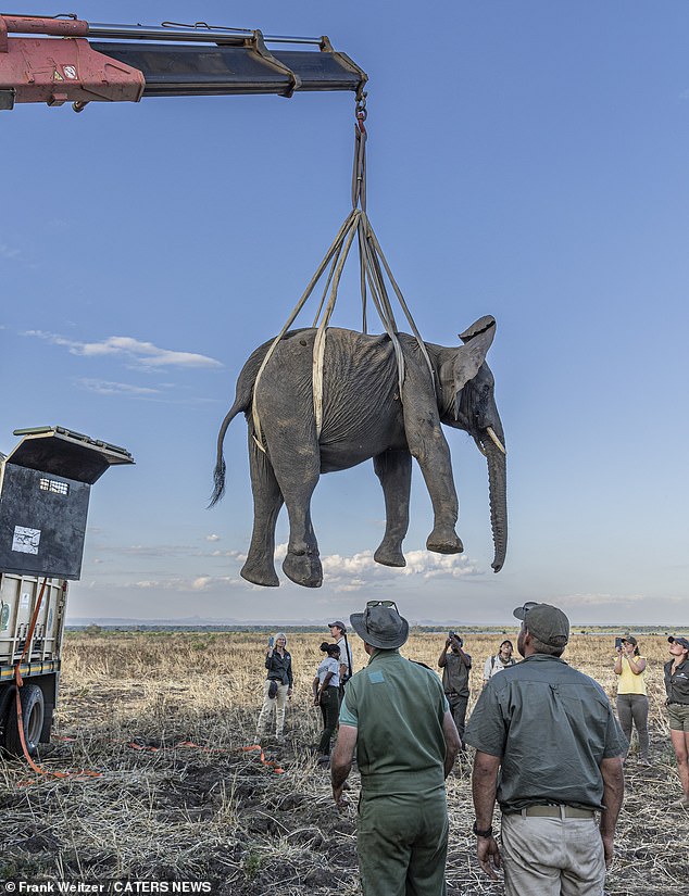 The majestic animals were sedated before being elevated using a giant hoist