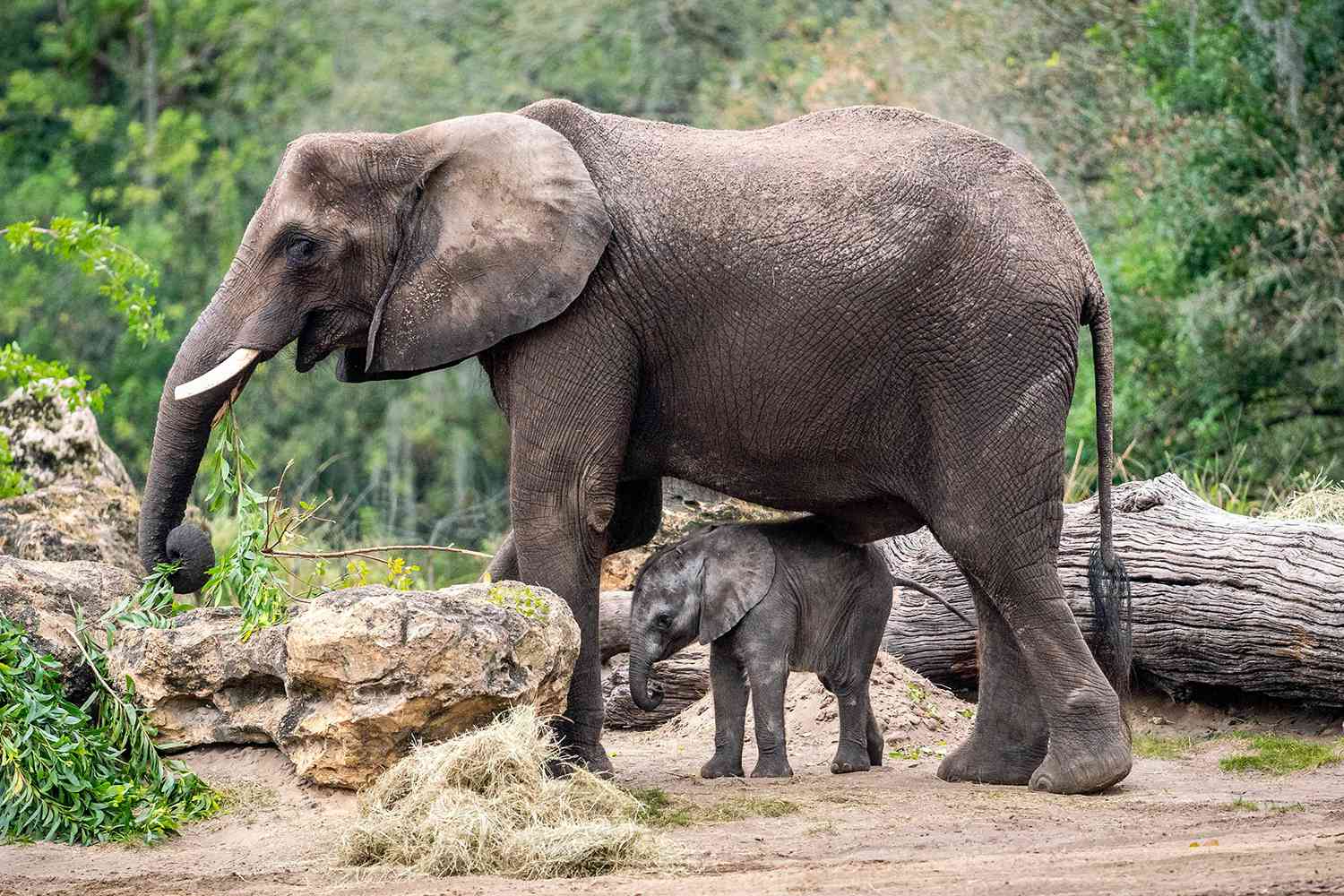 Disney World's New Baby Elephant Makes Her Debut at Animal Kingdom Park