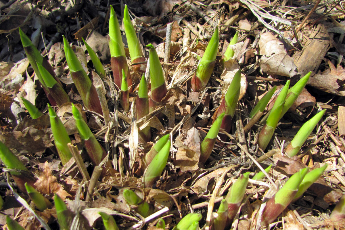 hosta shoots