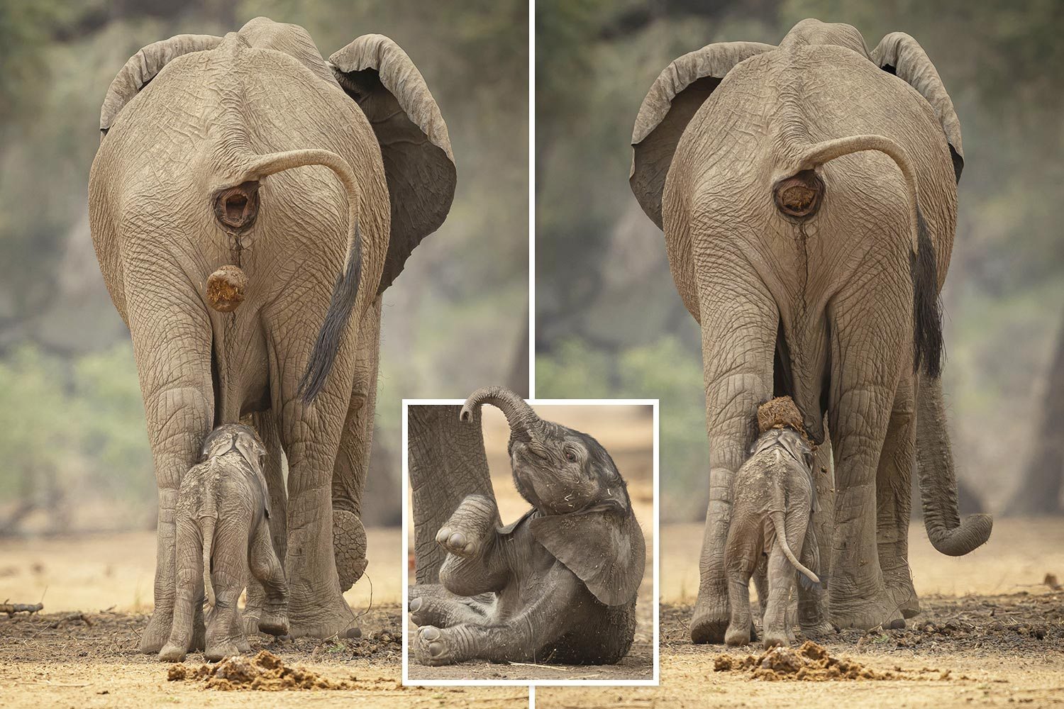 Baby elephant gets hit on head by mum's poop — to boost its immune system – The US Sun | The US Sun