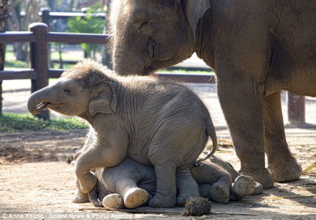 Round 1: Gateng sits on Jageg, but the female elephant refuses to submit