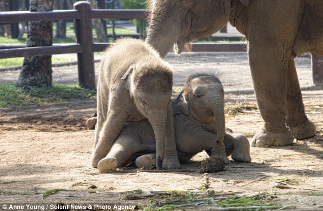 Round 2: It looks as though Jageg might make it to her feet as Gateng  struggles to contain her