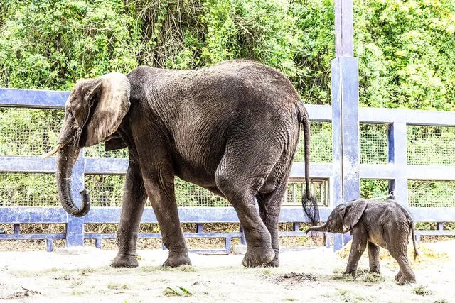 <p>Olga Thompson/Disney</p> Corra the baby African elephant with her mom Nadirah at Walt Disney World's Animal Kingdom