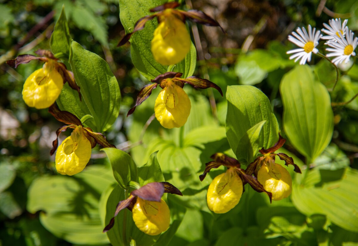 yellow lady's slipper