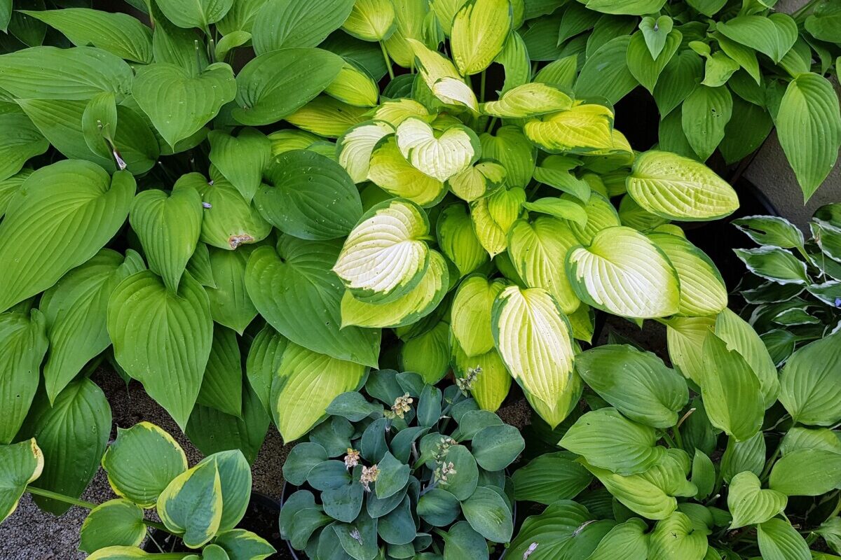 hostas