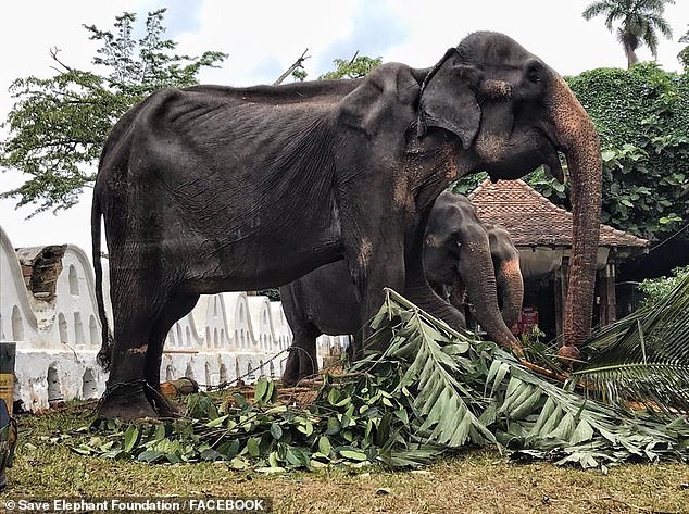 Tikiiri, a 70-year-old female elephant, will work beside 60 elephants for the Perahera Festival in Sri Lanka this year - despite her frail body and ailing health