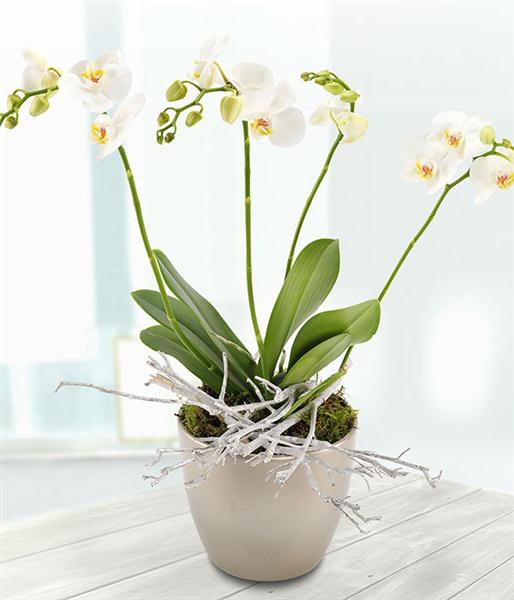 White Orchid