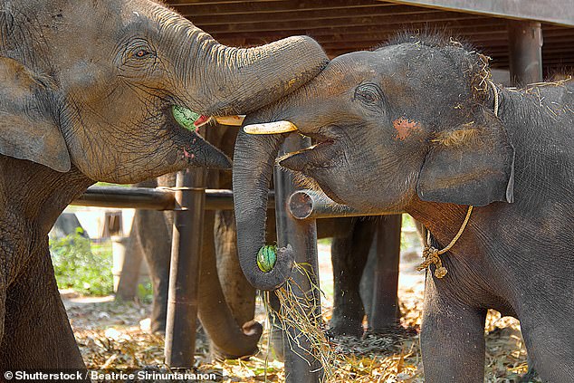 The penchant of African elephants for the fermenting manula fruit, which is used to make beer, causes them to get drunk quickly, according to a team of Canadian researchers