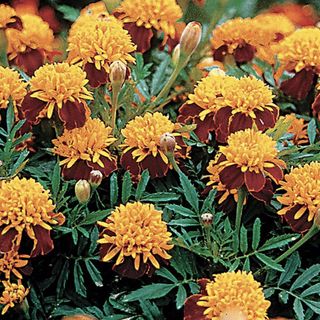 Park Seed Tiger Eyes Marigold seeds