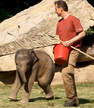 In seconds he is full of life again, and bounds along with the keeper towards his mother