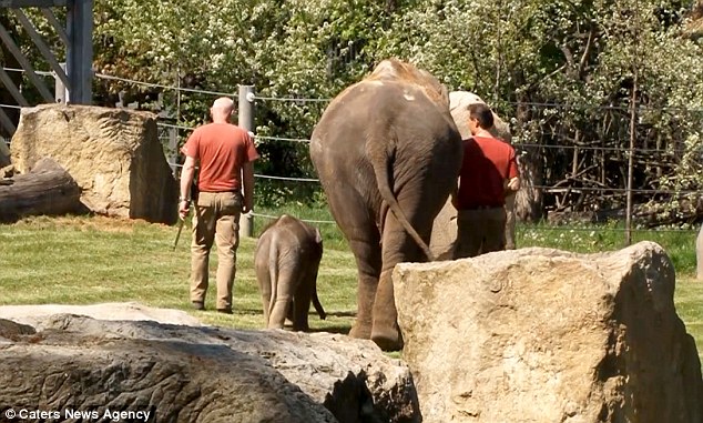 The clips ends with the happy animals strolling off flanked by two of the workers at the zoo