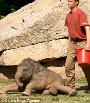 Finally awaking from his stupor, the as yet un-named baby elephant rears his front legs and shakes himself alert