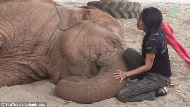 Out for the count: Lek continues to sing even after Faamai has fallen asleep and gently strokes her trunk