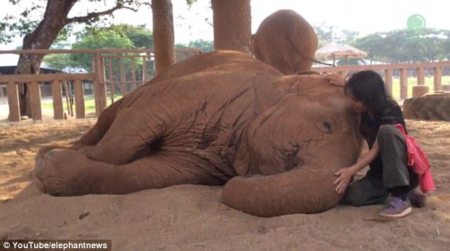 Trust: Lek sits next to the animal and rests against her - showcasing the beautiful bond shared by the pair