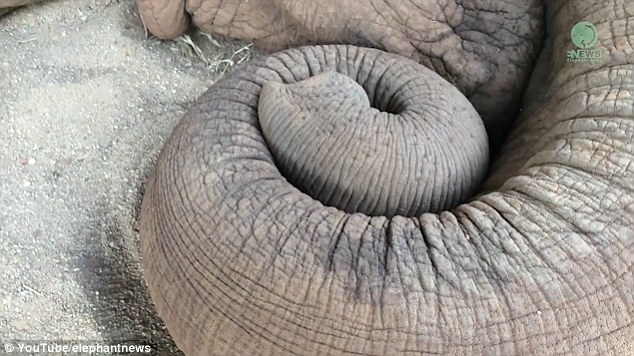 In a spin: Rather adorably the large mammal curls her trunk up while turning in for the night