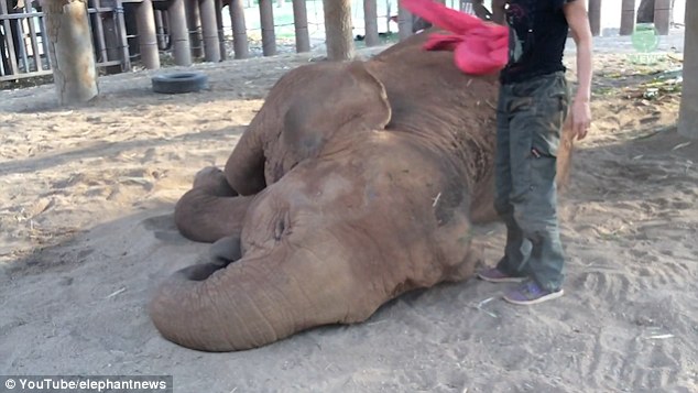 So tired: Feeling sleepy, the large elephant slowly drops to her knees before collapsing on the ground