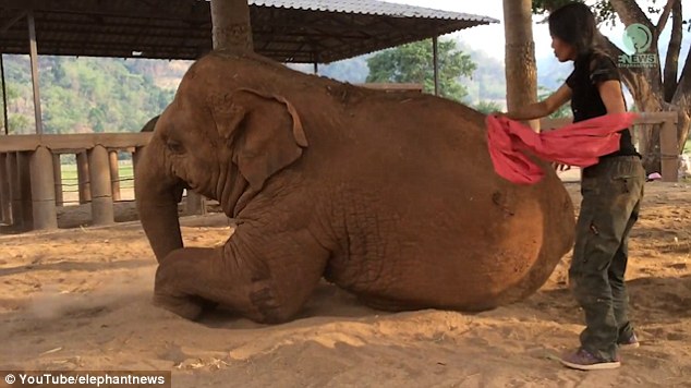 Feeling sleep? The woman continues to sing while walking around the mammal before using a piece of cloth to bat insects away from her eyes