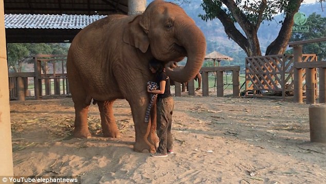 Come here you! Lek sings while approaching the animal, which reacts by pulling her in for a hug with her long trunk