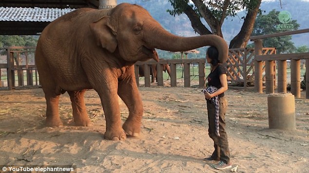 Friends: The woman named Lek has somewhat of a positive rapport with the elephant called Faamai and has been helping her get to sleep for years