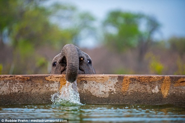 Success: The calf is able to reach far enough to drink in the cute pictures taken in South Africa