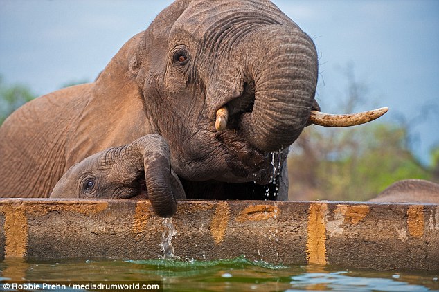 This is how you do it: The baby elephant's mother gives a helping hand and demonstrates how to get water