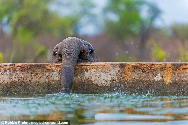 The cute baby elephant is seen stretching its trunk to try to get some water