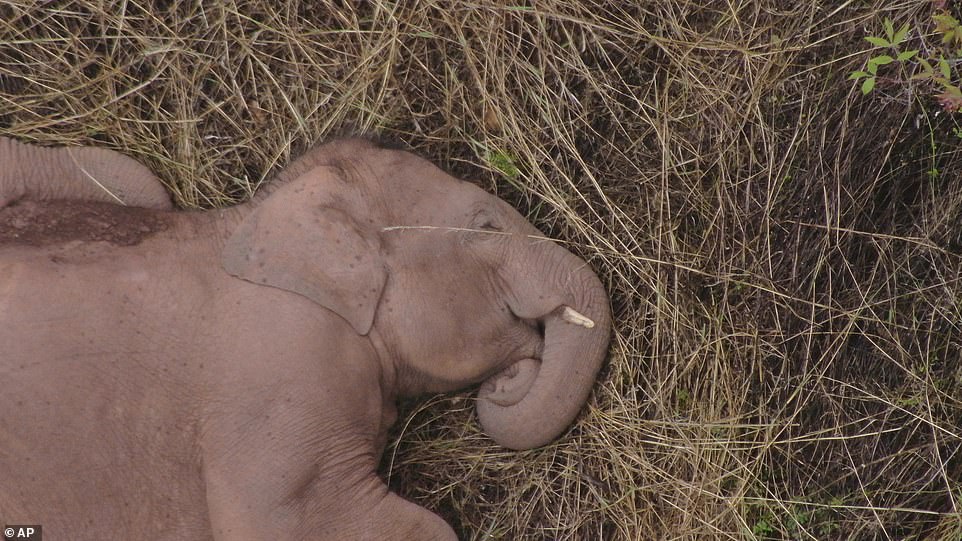 Nap time! An elephant sleeps with its herd after walking 300 miles across China in a forest near the Xinyang Township