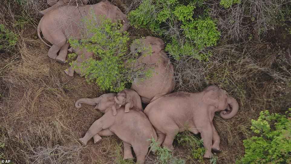 A baby elephant looks content as it rests its front legs on the back of another sleeping elephant in the forest on Monday