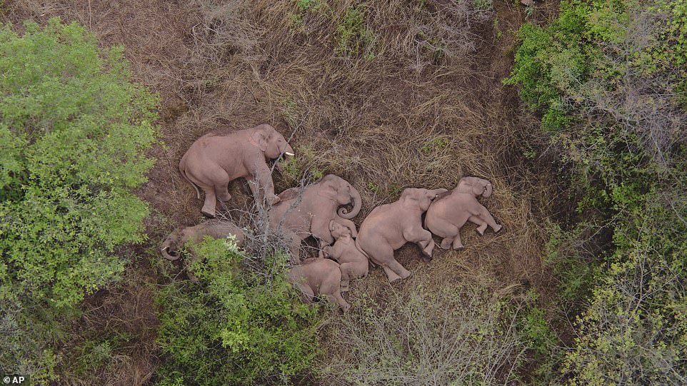 The migrating herd of wild Asian elephants look exhausted as the group lay down together in a forest, with their legs and trunks sprawled out over the ground