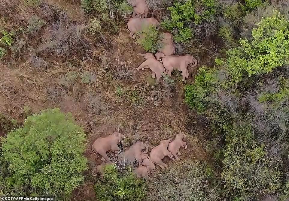 The elephants can be seen sleeping in two separate groups as they lay sprawled on the grass after their exhausting journey